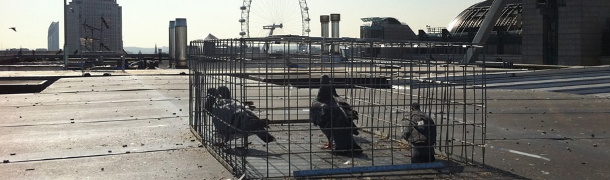 image shoot the cat; law doesn't care