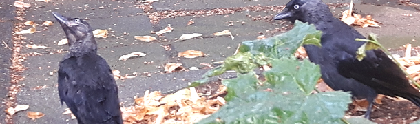 image short story friduwih riemersma